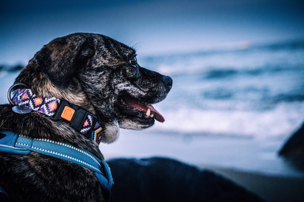 Dog at beach