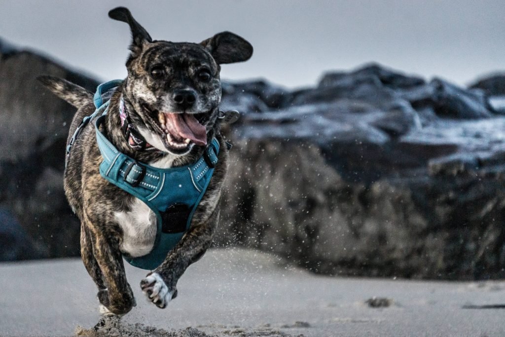 Dog running on beach